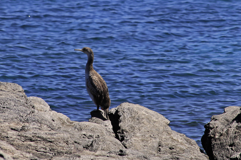 2016-04-29_112611 sardinien-2016.jpg - Kormoran